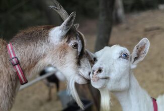 Mean Girls Down on The Farmpit